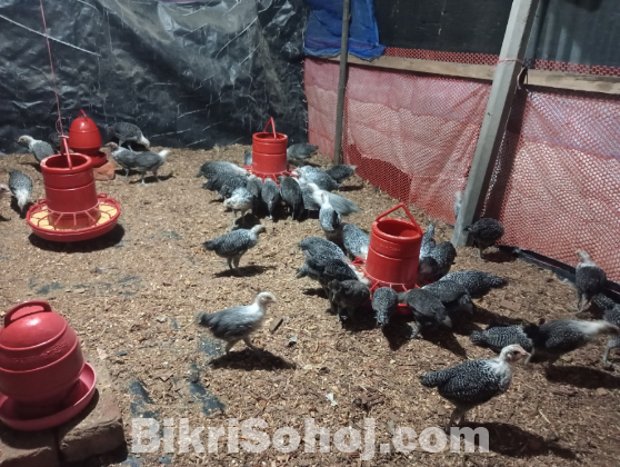 ১ মাস বয়সী ফাউমি মুরগির বাচ্চা বিক্রি করা হবে